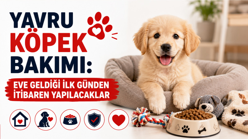 Yavru köpek bakımı için evde güvenli yaşam alanında duran sağlıklı yavru köpek