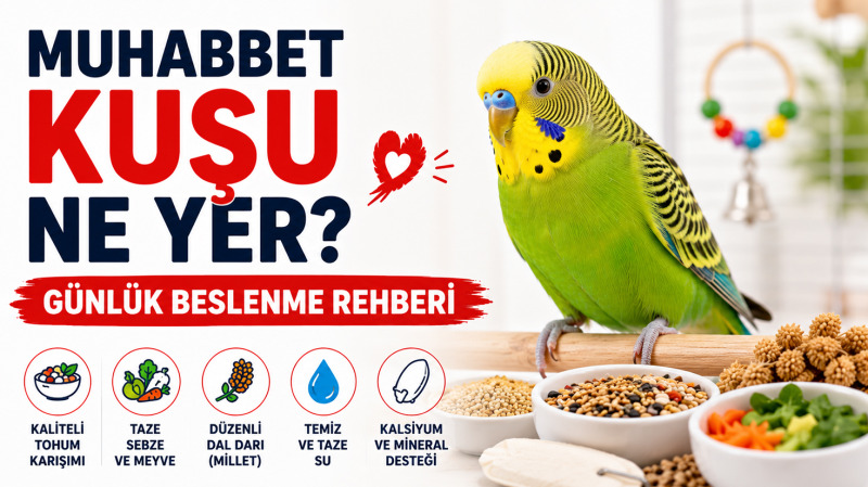 Muhabbet kuşu beslenme rehberini gösteren, kaliteli tohum karışımı, taze sebze ve temiz su ile sağlıklı beslenen muhabbet kuşu