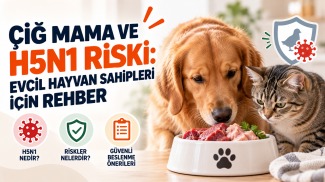 Çiğ mama ve H5N1 riskini açıklayan, çiğ et içeren mama kabının yanında kedi ve köpeği gösteren evcil hayvan beslenme rehberi
