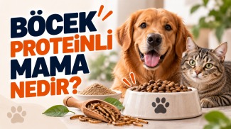 Böcek proteinli mama nedir sorusunu açıklayan, böcek proteini içeren mamanın yanında kedi ve köpeği gösteren rehber görseli