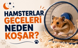 Hamsterlar geceleri neden koşar sorusunu açıklayan, gece aktif olarak egzersiz çarkında koşan hamster