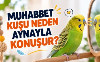 Muhabbet kuşu neden aynayla konuşur sorusunu açıklayan, aynadaki yansımasıyla iletişim kuran muhabbet kuşu