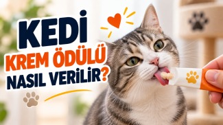 Kedi krem ödülü nasıl verilir sorusunu açıklayan, tüpten krem ödül maması yiyen ev kedisi
