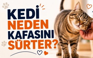 Kedi neden kafasını sürter sorusunu açıklayan, sahibinin eline kafasını sürterek sevgi ve iletişim davranışı gösteren ev kedisi