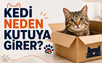Kedi Neden Kutuya Girer? Güven, Isı ve Oyun Rehberi