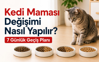 Eski ve yeni kedi mamasının ölçülü olarak karıştırıldığı 7 günlük kedi maması geçiş planı