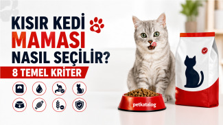 Kısır kedi maması seçimi için mama kabının yanında duran sağlıklı kısır kedi