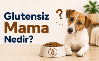 Glutensiz mama nedir sorusunu açıklayan, tahıl içermeyen kuru mama kabının yanında duran köpek