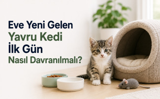 Eve yeni gelen yavru kedi için ilk gün yapılması gerekenleri gösteren güvenli ortamda dinlenen yavru kedi bakım rehberi