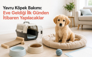 Yavru köpek bakımı için evde güvenli yaşam alanında duran sağlıklı yavru köpek