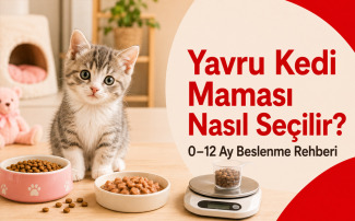 Kuru ve yaş yavru kedi mamalarının yanında mama yiyen sağlıklı bir yavru kedi