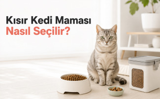 Kısır kedi maması seçimi için mama kabının yanında duran sağlıklı kısır kedi