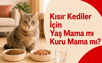 Kısır kediler için yaş mama mı kuru mama mı sorusunu karşılaştıran, yaş mama ve kuru mama kaplarının yanında duran sağlıklı kısır kedi