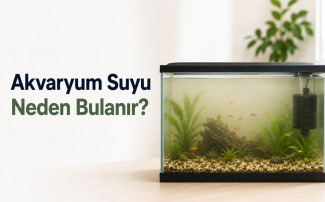 Akvaryum suyu neden bulanır sorusuna örnek bulanık ve berrak akvaryum suyu karşılaştırması