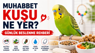 Muhabbet kuşu beslenme rehberini gösteren, kaliteli tohum karışımı, taze sebze ve temiz su ile sağlıklı beslenen muhabbet kuşu