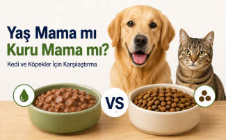 Yaş mama mı kuru mama mı sorusunu karşılaştıran, kedi ve köpek için yaş mama ile kuru mama farklarını gösteren beslenme rehberi