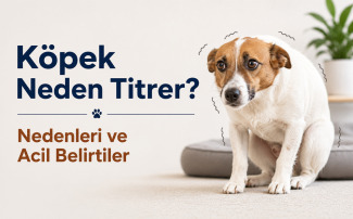 Köpek Neden Titrer? Nedenleri ve Acil Belirtiler