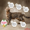 Felicia HypoAllergenic Kolajenli Somonlu Az Tahıllı Kısırlaştırılmış Kedi Maması 12KG