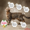 Felicia HypoAllergenic Kolajenli Tavuklu Az Tahıllı Yavru Kedi Maması 2KG