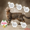 Felicia HypoAllergenic Kolajenli Tavuklu Az Tahıllı Yetişkin Kedi Maması 12KG