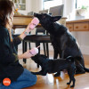 Play Pet Amerikan Klasik - Milkshake (Mini) Peluş Köpek Oyuncağı