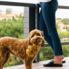 Play Pet Köpek cafe - Cookie (Mini) Peluş Köpek Oyuncağı