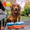 Play Pet Parti Zamanı - Pasta Peluş Köpek Oyuncağı
