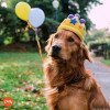 Play Pet Parti Zamanı - Taç Peluş Köpek Oyuncağı