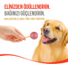 Wanpy LolliPop Dondurularak Kurutulmuş Yaban Mersinli Lolipop Köpek Ödülü 6 gr (10'lu)