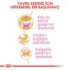 Royal Canin British Shorthair Kitten 2 kg British Shorthair Yavru Kedi Maması