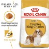 Royal Canin Cavalier King Charles Adult 1,5 Kg Yetişkin Köpek Maması