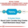 Royal Canin Cavalier King Charles Puppy 1,5 Kg Yavru Köpek Maması