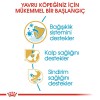 Royal Canin Cavalier King Charles Puppy 1,5 Kg Yavru Köpek Maması