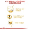 Royal Canin Cocker Adult 3 Kg Yetişkin Köpek Maması