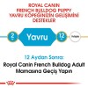 Royal Canin French Bulldog Puppy 3 Kg Yavru Köpek Maması