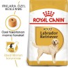 Royal Canin Labrador Retriever Adult 12 کیلوگرم غذای سگ بالغ