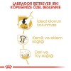 Royal Canin Labrador Retriever Adult 12 کیلوگرم غذای سگ بالغ