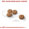 Royal Canin Mini Sterilised 3 Kg Küçük Irk Kısırlaştırılmış Yetişkin Köpek Maması