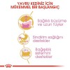 Royal Canin Persian Kitten 2 kg Persian Yavru Kedi Maması