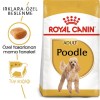 Royal Canin Poodle Adult 3 کیلوگرم غذای سگ بالغ