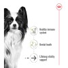 Royal Canin X-Small Ageing 12+ 1,5 Kg Çok Küçük Irk Yaşlı Köpek Maması