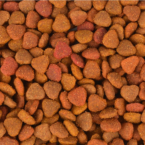 Jungle غذای گربه کیبلد رنگی 15 Kg