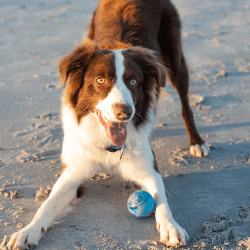 Rogz Squeekz Fetch Ball At-Getir Köpek Topu Oyuncağı 6,4 cm (Yeşil)