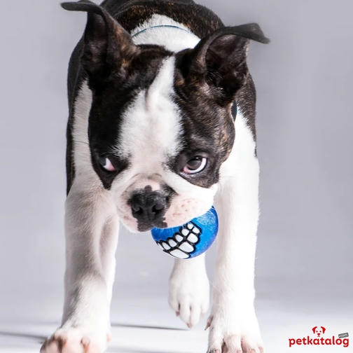 Rogz Toyz Grinz Gülen Suratlı Ödül Hazneli Köpek Oyun Topu [Large] 7,8 cm (Yeşil)