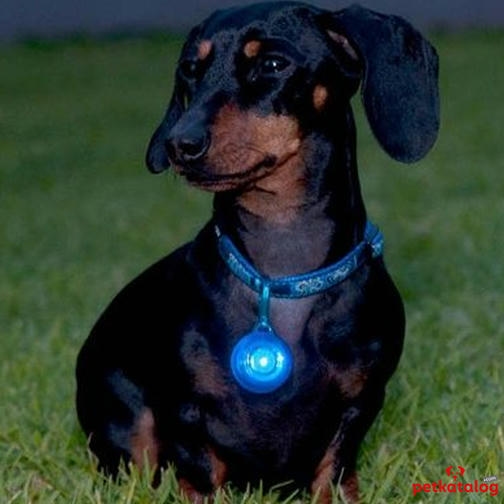 Rogz RogLite Lampje Suya Dayanıklı Işıklı Güvenlik Köpek Tasma Ucu