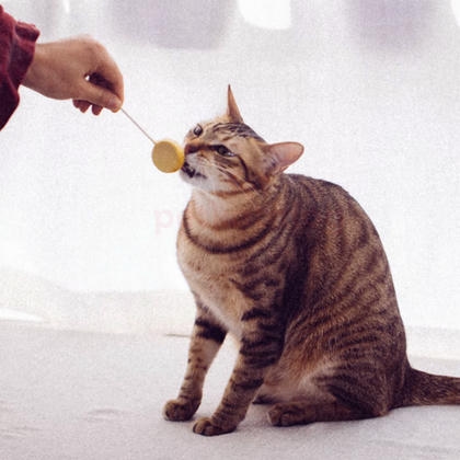Ranova Tavuklu ve  Arpa Otlu Malt İçerikli Kurutulmuş Lolipop Kedi Ödülü