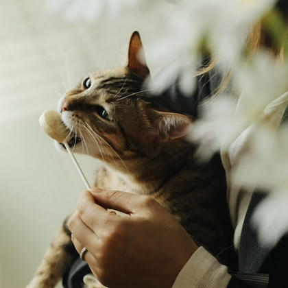 Ranova Tavuklu ve Bal Kabaklı Sindirim Destekleyici Kurutulmuş Lolipop Kedi Ödülü