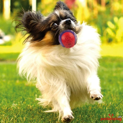 Gigwi Ball Sesli Sert Top Köpek Oyuncağı [Small] 4cm (3'lü Paket)