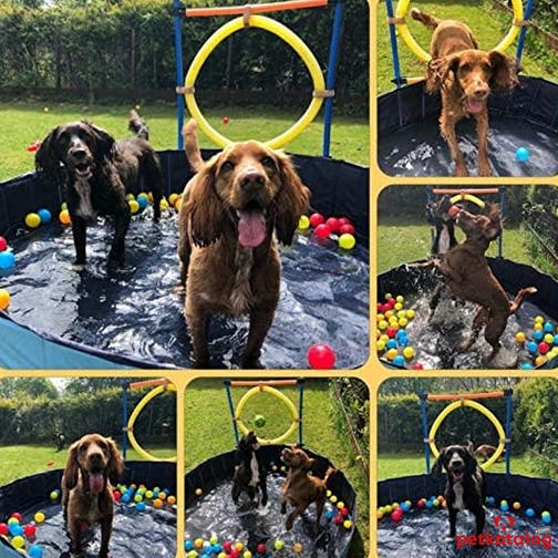 Pawise Kaydırmaz Tabanlı Katlanabilir Çocuk ve Köpek Havuzu 80x20cm