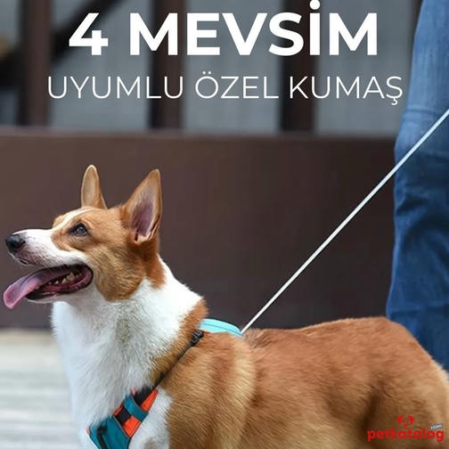 Hesperus Otomatik Uzatmalı Göğüs Tasması Turuncu-Gökyüzü Mavi [Small]